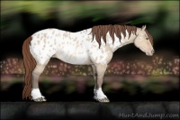 Horse Color:Amber Champagne Roan Dun Near Leopard 