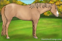 Horse Color:Gold Champagne Roan Splash 