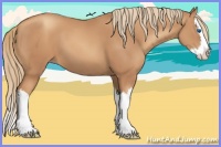 Horse Color:Gold Champagne Splash 