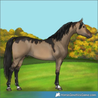 Horse Color:Gray Brown Dun 