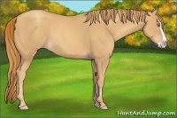 Horse Color:Gold Champagne Splash 