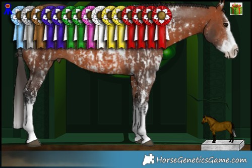 Horse Color:Bay Sabino Splash  and White Spotted Bay Splash 