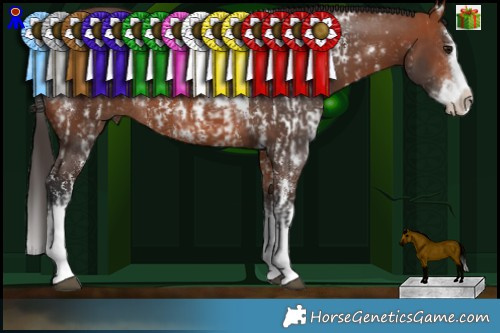 Horse Color:Bay Sabino Splash  and White Spotted Bay Splash 