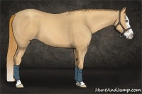 Horse Color:Gold Champagne Splash 