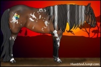 Horse Color:White Spotted Bay 