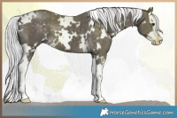 Horse Color:Platinum White Spotted Chocolate Palomino Splash
