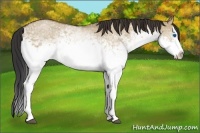 Horse Color:White Spotted Bay Dun Splash 