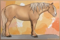 Horse Color:Liver Chestnut Splash 