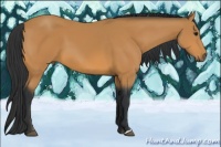 Horse Color:Bay Mushroom 