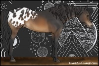 Horse Color:Brown Appaloosa 