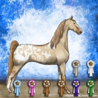 Horse Color:Red Dun Appaloosa