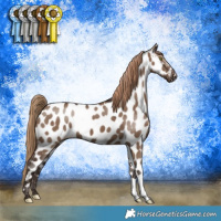 Horse Color:Liver Red Dun Appaloosa 