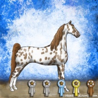 Horse Color:Liver Red Dun Appaloosa 