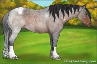 Horse Color:Brown Roan Appaloosa 