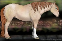 Horse Color:Buckskin Pearl Appaloosa 