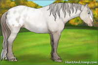 Horse Color:Gray Perlino Roan Appaloosa 