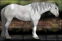 Horse Color:Smoky Blue Roan Appaloosa 