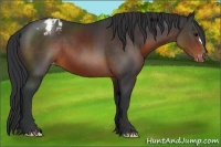 Horse Color:Brown Varnish 