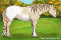 Horse Color:Perlino Blanket Rabicano 