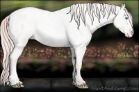 Horse Color:Smoky Creme Varnish