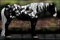 Horse Color:Brown Ice Sabino Splash Varnish 