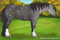 Horse Color:Smoky Blue Roan