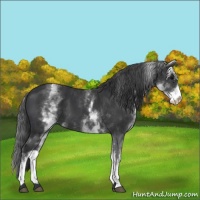 Horse Color:White Spotted Black 