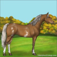 Horse Color:White Spotted Silver Buckskin 