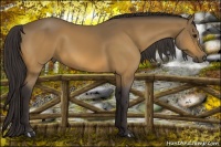 Horse Color:Buckskin 