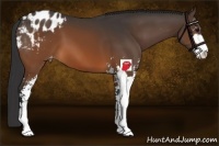 Horse Color:Brown Sabino Blanket 