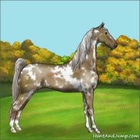 Horse Color:White Spotted Chocolate Palomino