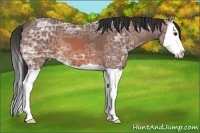 Horse Color:Bay Ice Splash 