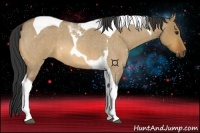 Horse Color:Bay Roan Dun Tobiano