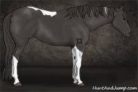 Horse Color:Smoky Black Tobiano 