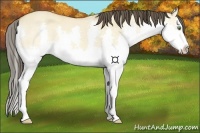 Horse Color:Amber Champagne Dun Splash