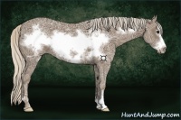 Horse Color:Silver Black Ice Sabino Frame 