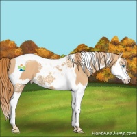 Horse Color:Gold Champagne Splash Tobiano 