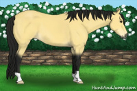 Horse Color:Gray Buckskin