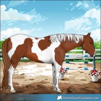 Horse Color:Chestnut Tobiano