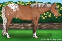 Horse Color:Silver Bay Appaloosa 