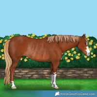 Horse Color:Chestnut Rabicano 