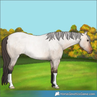 Horse Color:Bay Roan Dun Rabicano 