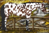 Horse Color:Brown Near Leopard 
