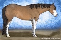 Horse Color:Bay Dun Sabino Appaloosa
