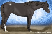 Horse Color:Smoky Black Appaloosa 