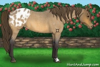 Horse Color:Buckskin Roan Blanket