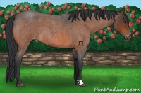 Horse Color:Bay Roan Appaloosa
