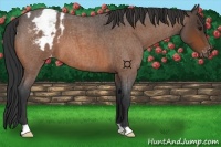 Horse Color:Bay Roan Appaloosa