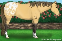 Horse Color:Buckskin Appaloosa