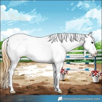 Horse Color:Buckskin Splash Appaloosa 